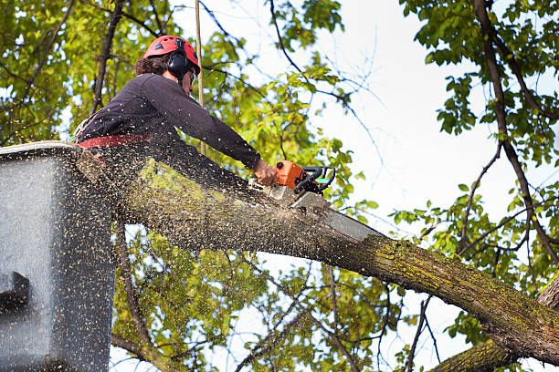 Tree Services for Handy Hands Landscape in Corvallis, OR