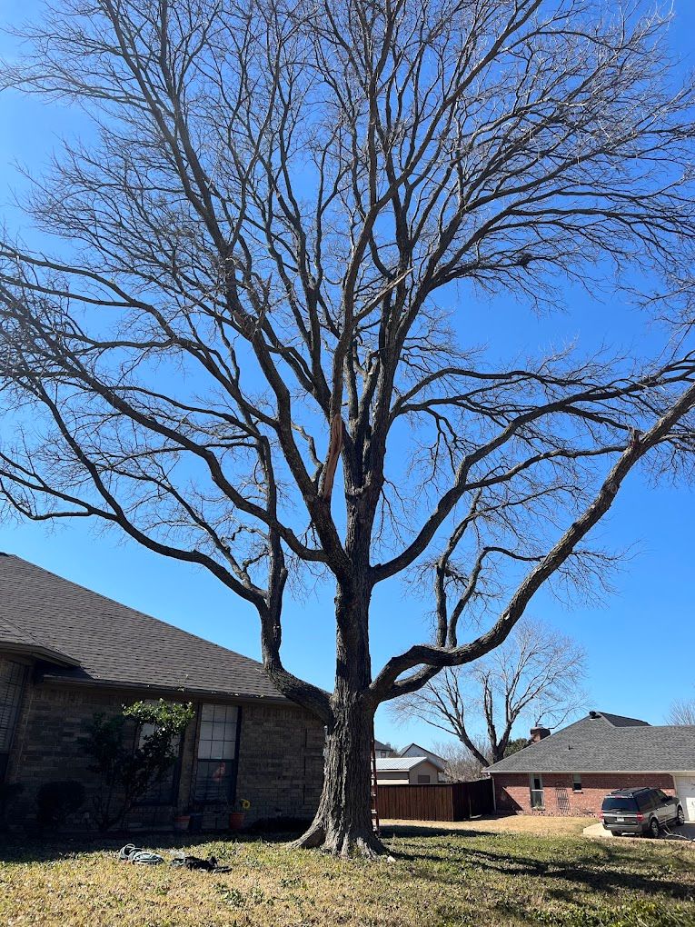 Tree Trimming for Imber’s Tree Service LLC in Arlington, TX