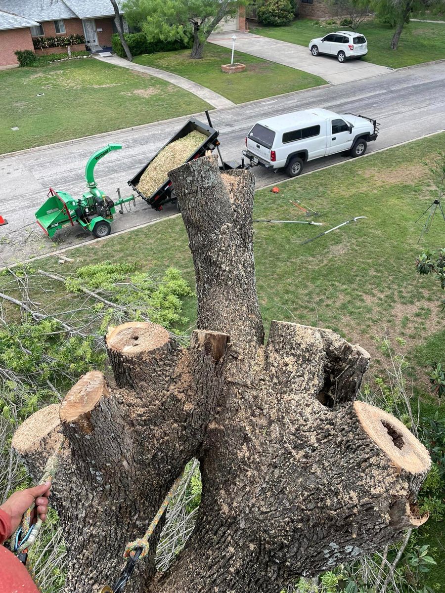 Tree Removal for Z’s Trees LLC in Grey Forest, TX