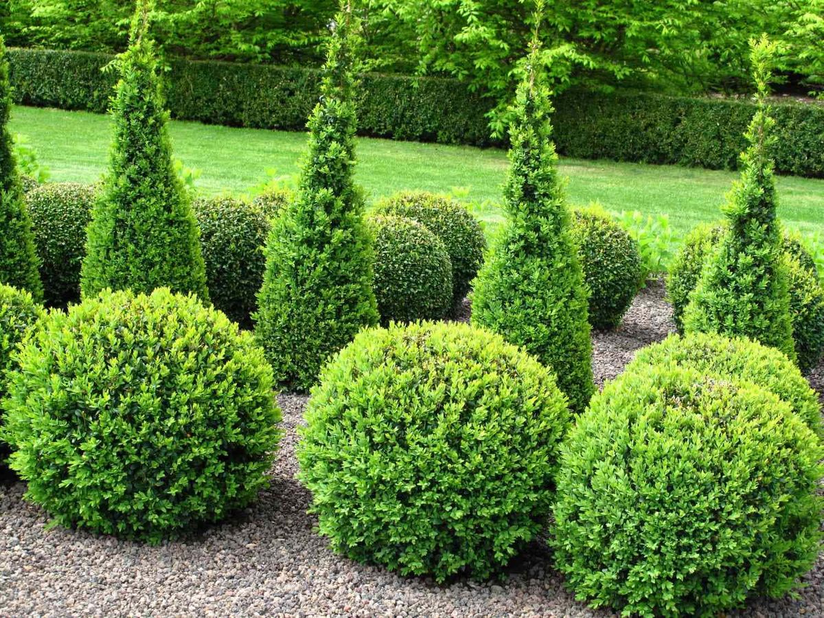 Shrub Trimming for Village Tree Service in Whitestown, IN