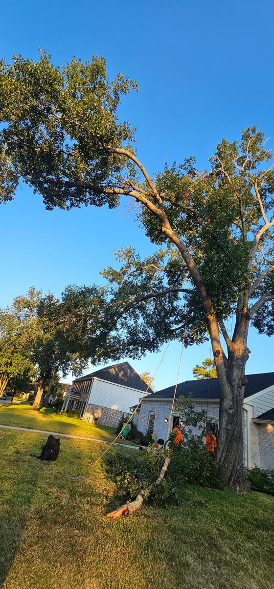 Tree Removal for Servin's Tree Care  in Houston, TX