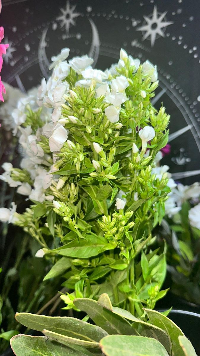 Medium Hand-tied Bouquet for The Dailey Daisy in Hardwick, VT