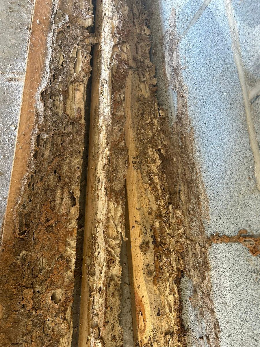 Termite Inspection & Treatment for Winecoff Pest Control in Salisbury, NC