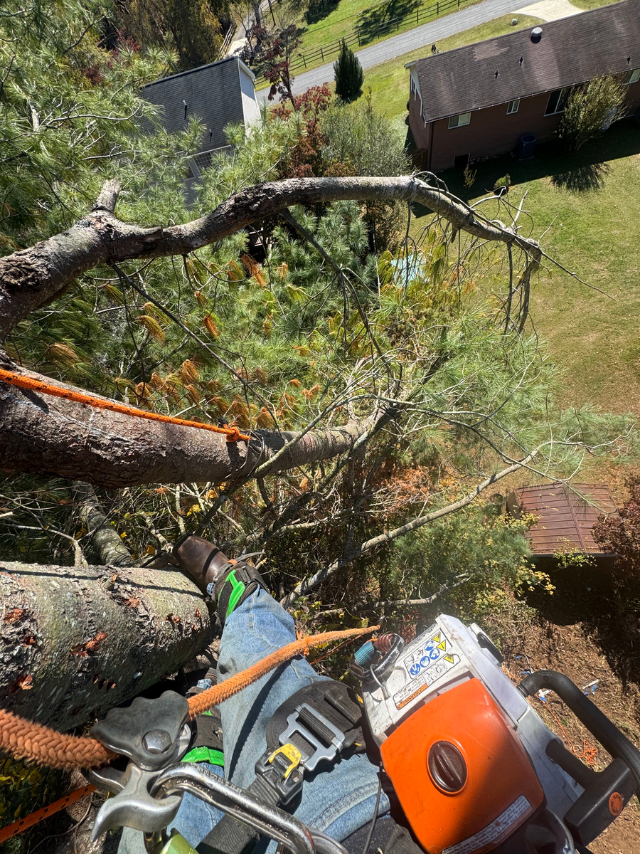 Tree Removal for Pedro's Tree Removal in Charlotte, NC