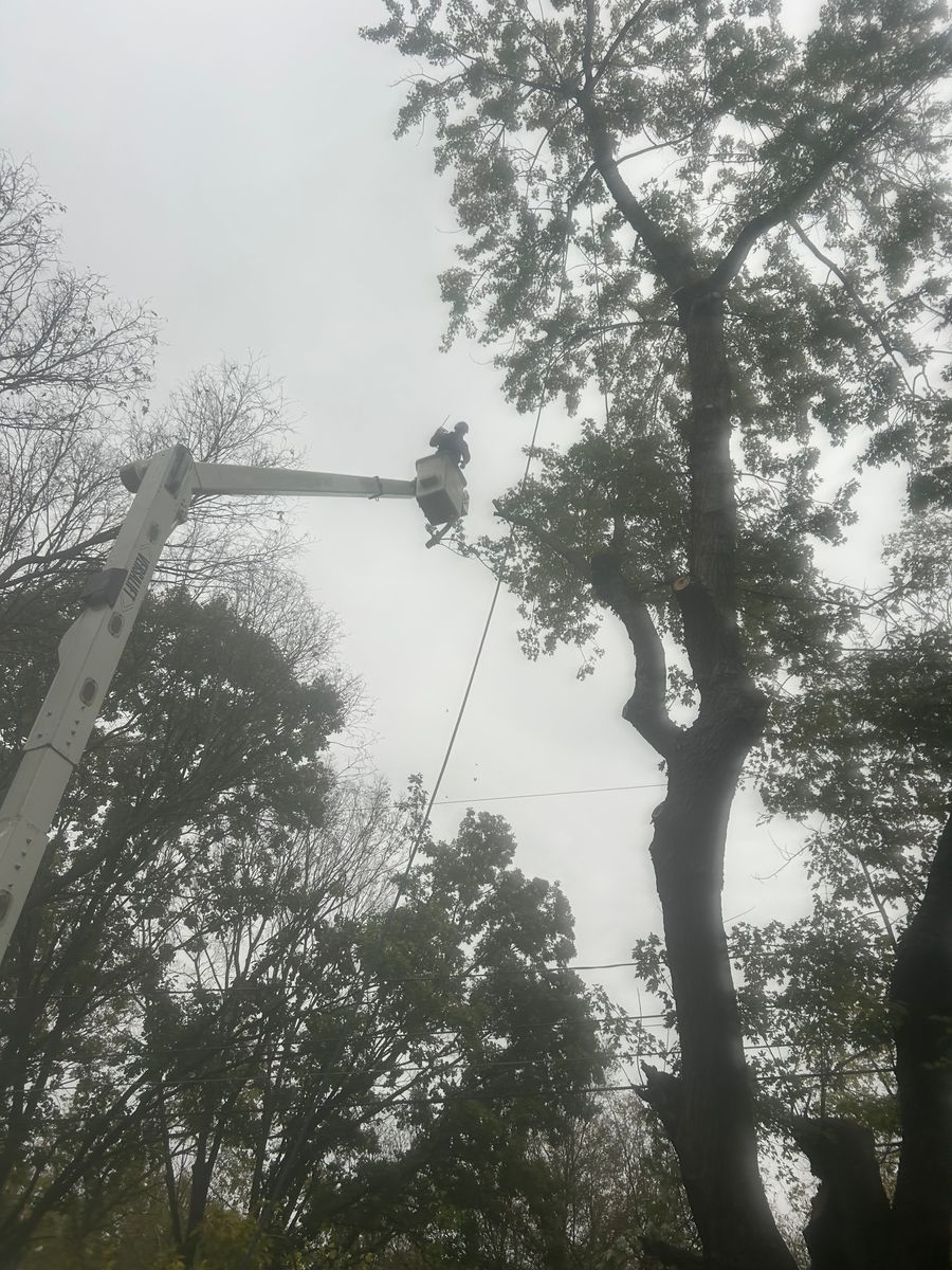 Tree Trimming for Cross Family Tree Service in Kearney, MO