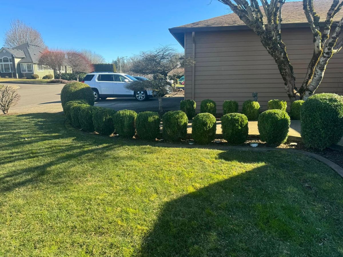 Lawn Aeration for Churape And Son's Landscaping in Vancouver, WA