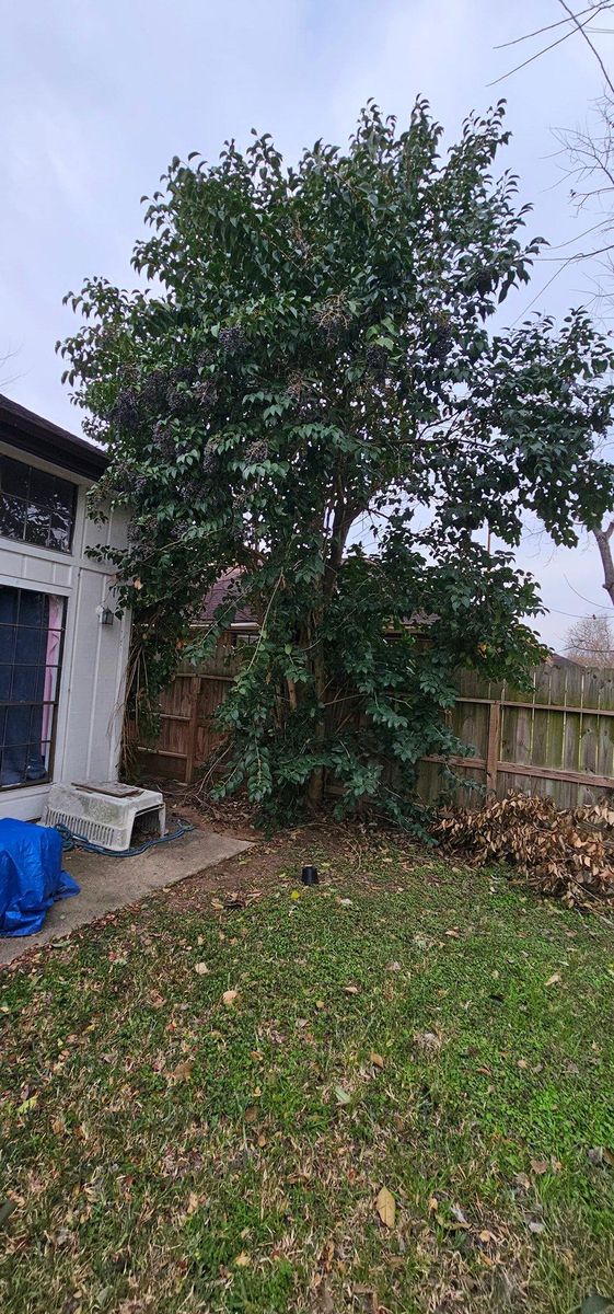 Tree Trimming for Servin's Tree Care  in Houston, TX