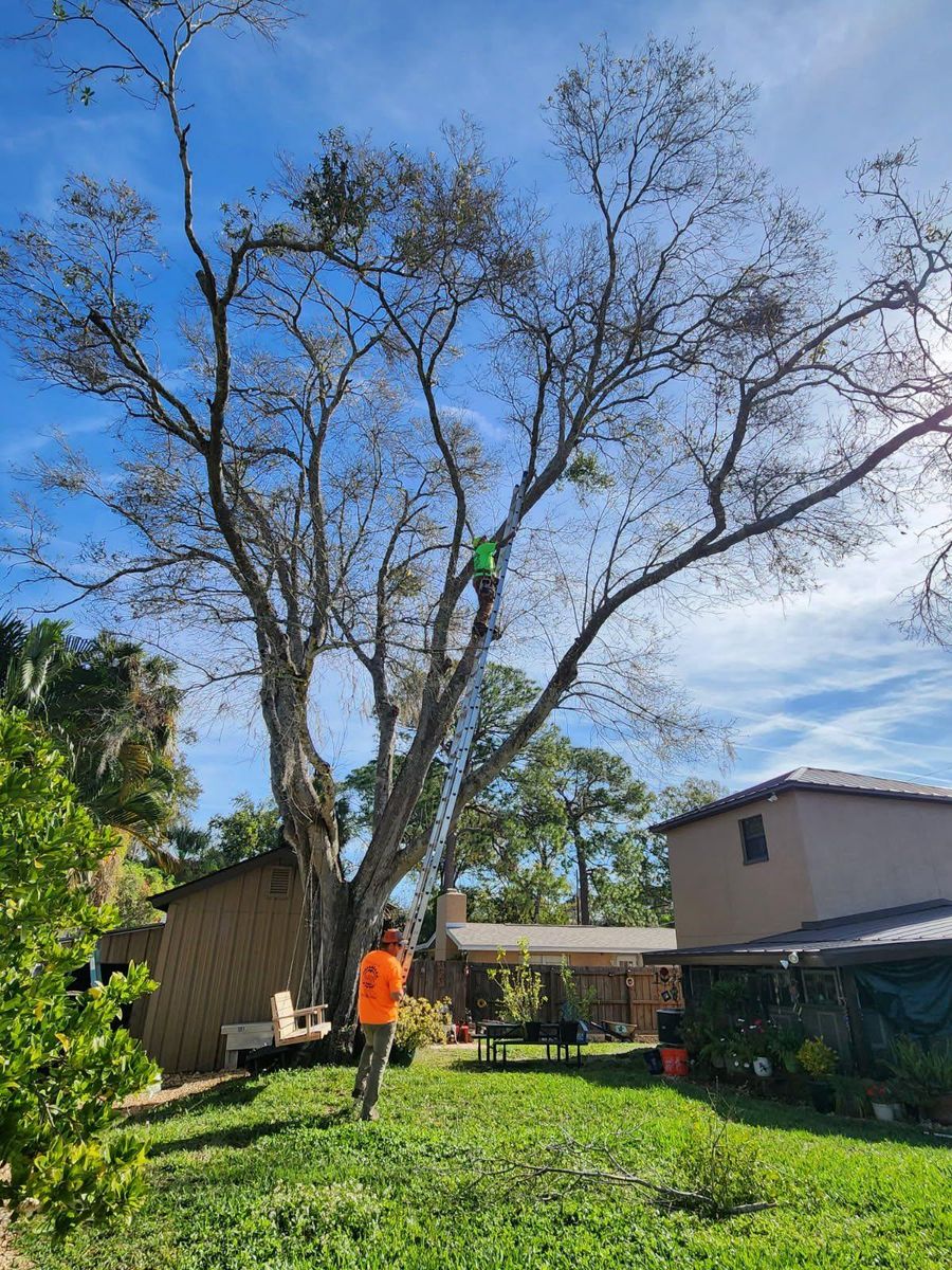 Tree Removal for Bills Tree Service in Valrico, FL