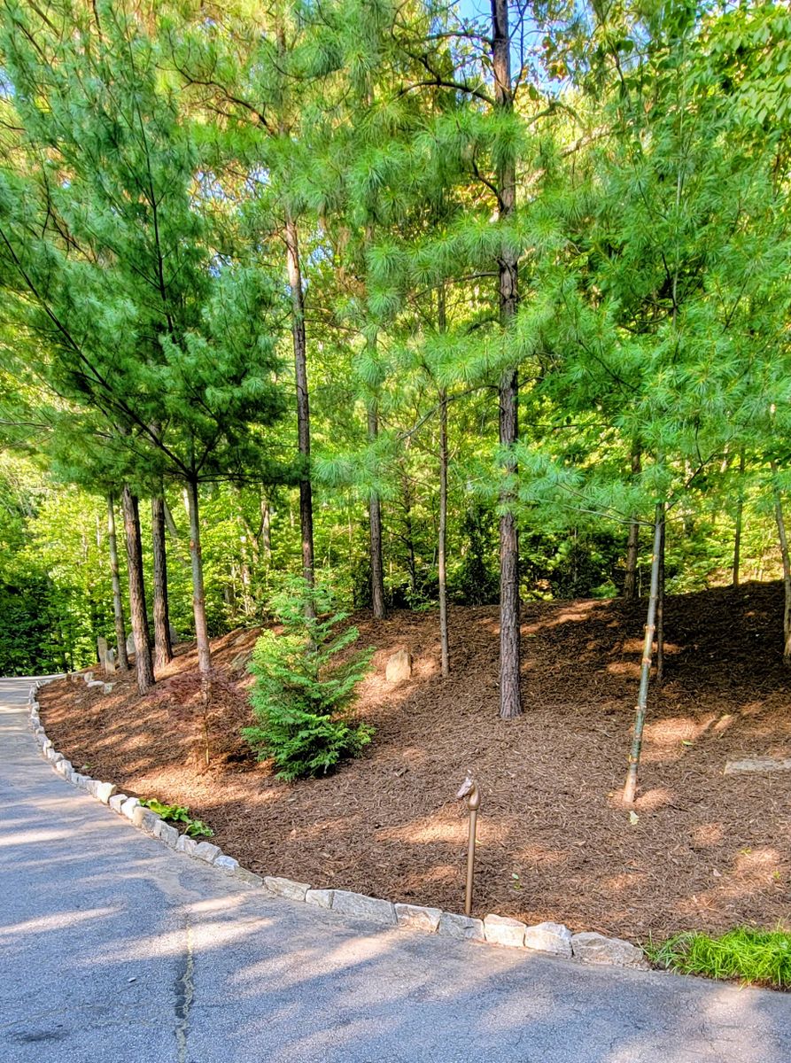 Mulching for C4 TrueVision Renovations in Asheville, NC