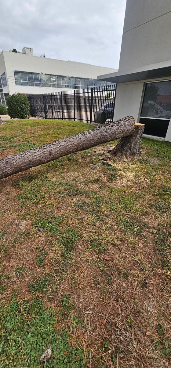 Stump Removal for Servin's Tree Care  in Houston, TX