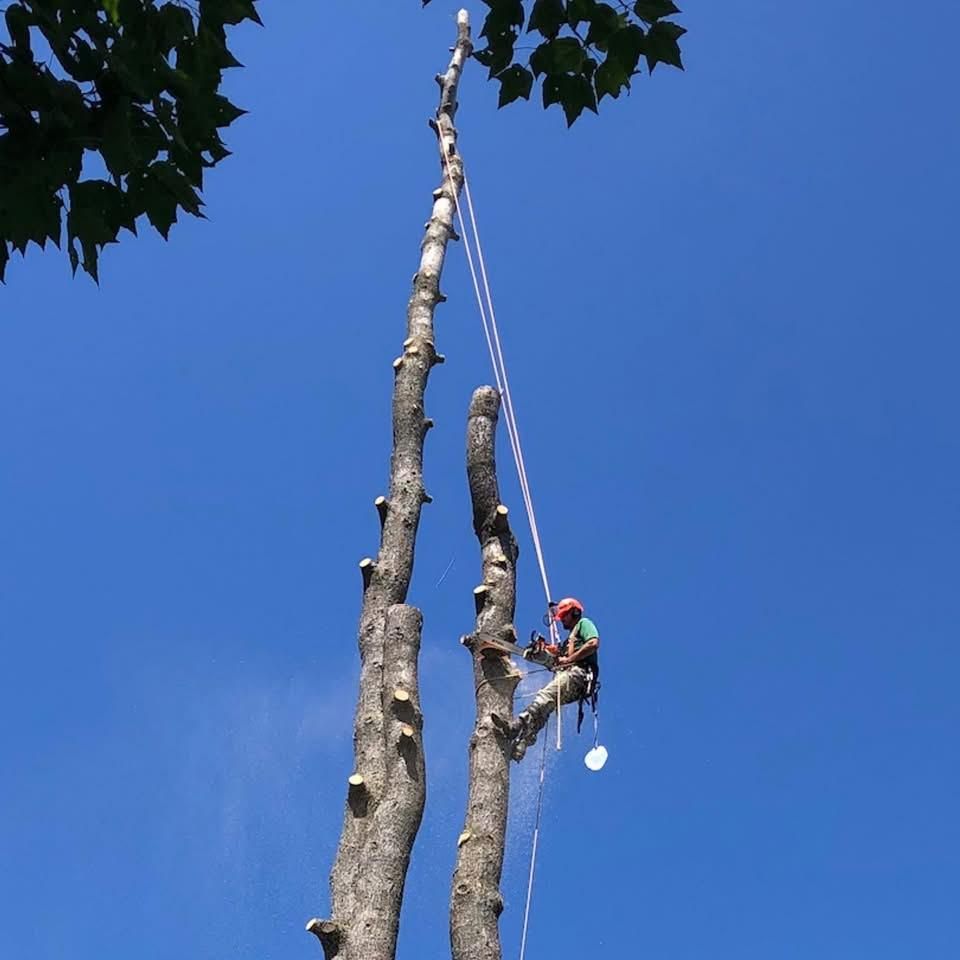 Tree Removal & Pruning for Clifford’s Quality Tree Care & Landscaping in Enfield, NH