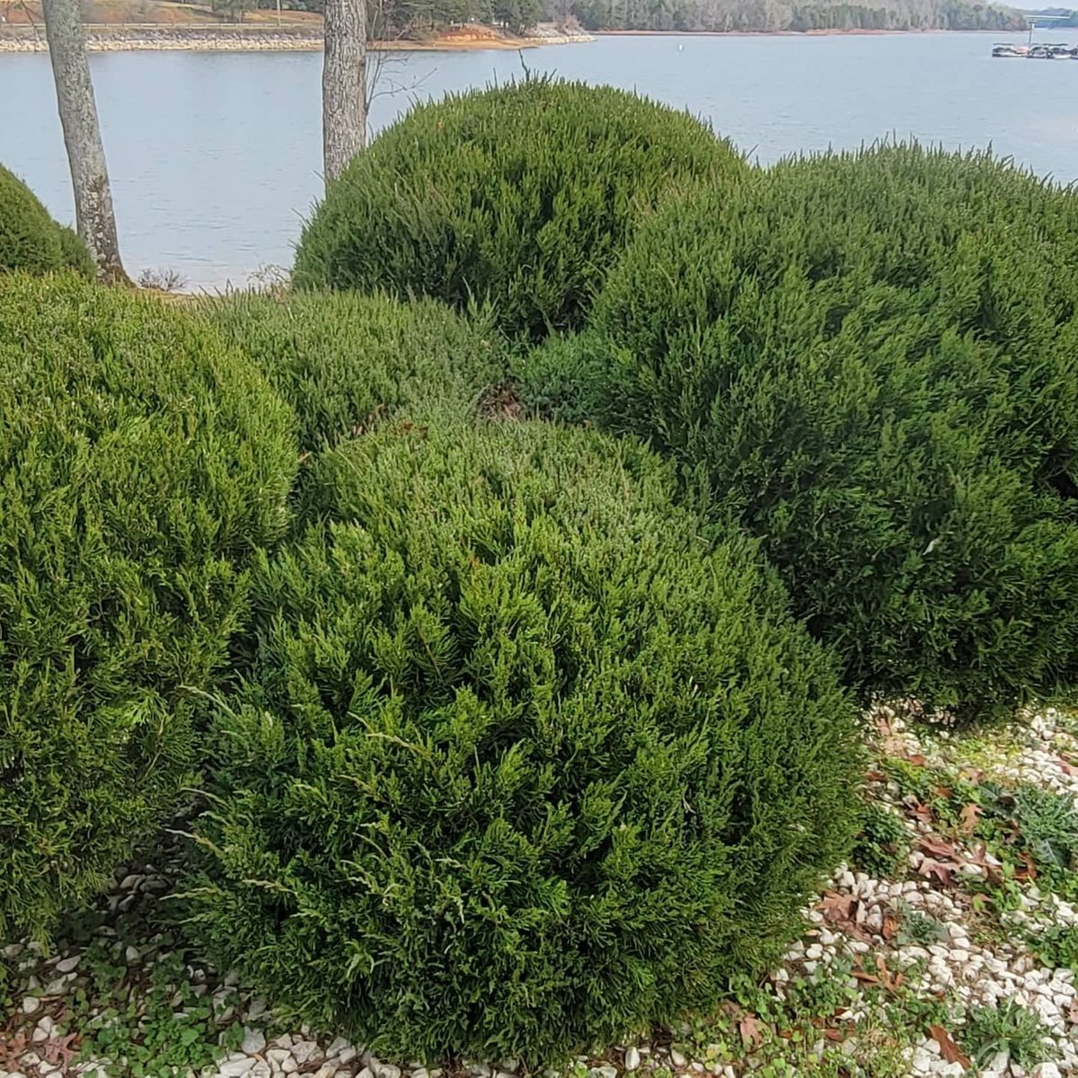 Trimming for Great Lakes Lawn & Landscape in knoxville, TN