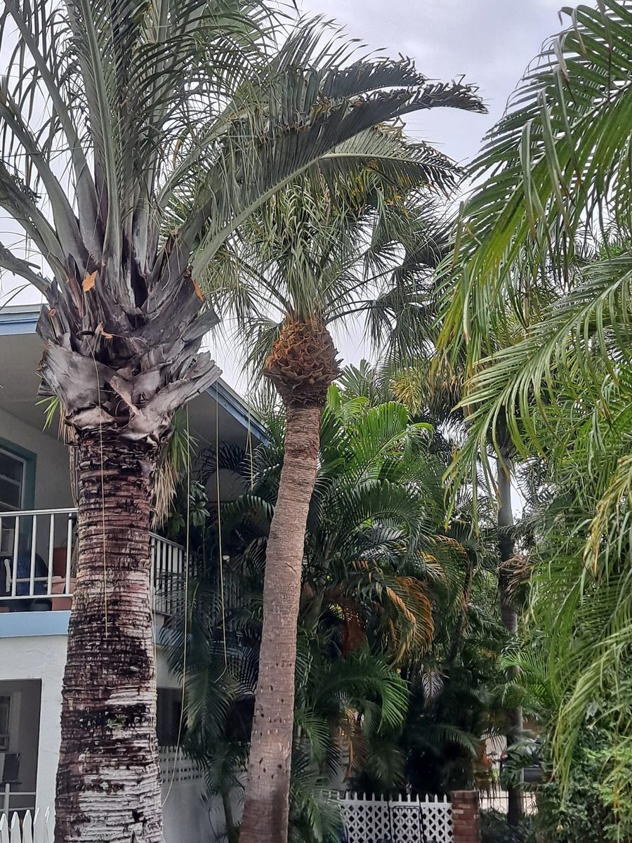 Tree Trimming for Sanchez Tree Service in Largo, FL