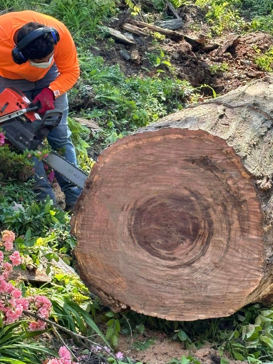 Tree Removal for R. Longoria Constructions in Cheverly, MD