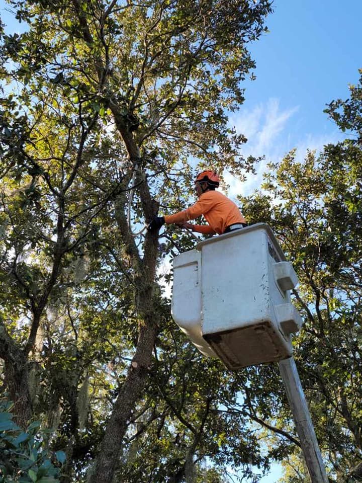 Tree Cutting for Ultimate Tree and Landscape Services LLC in Mulberry, FL