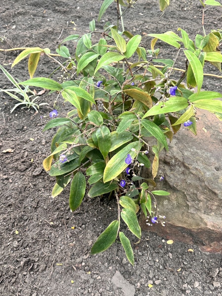 Landscape Installation for Atlas Land Design in Creekside Park, TX