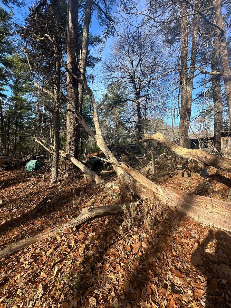 Tree Trimming for Silver City Tree and Landscape in Taunton, MA
