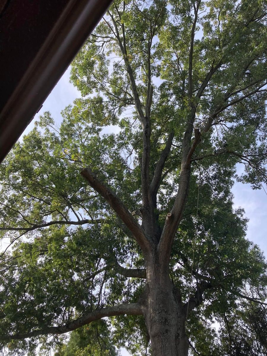 Tree Trimming for La Fountain Tree Service in Louisville, KY
