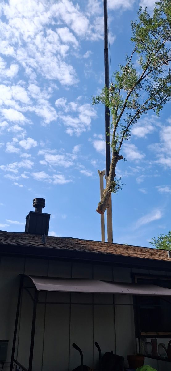 Tree Removal for Daniel Hickey’s Tree Service in DeLand, FL