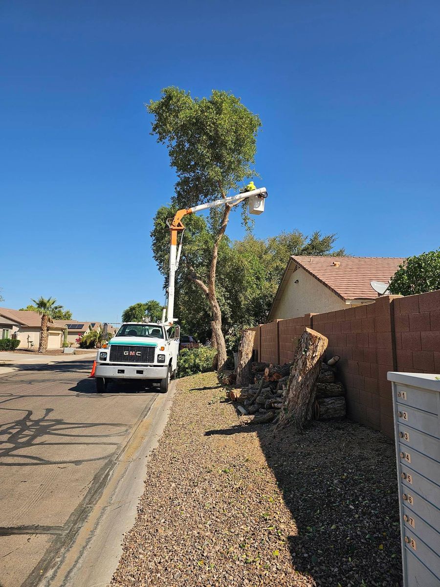 Tree Removal for T's Tree Service and Firewood in Apache Junction, AZ