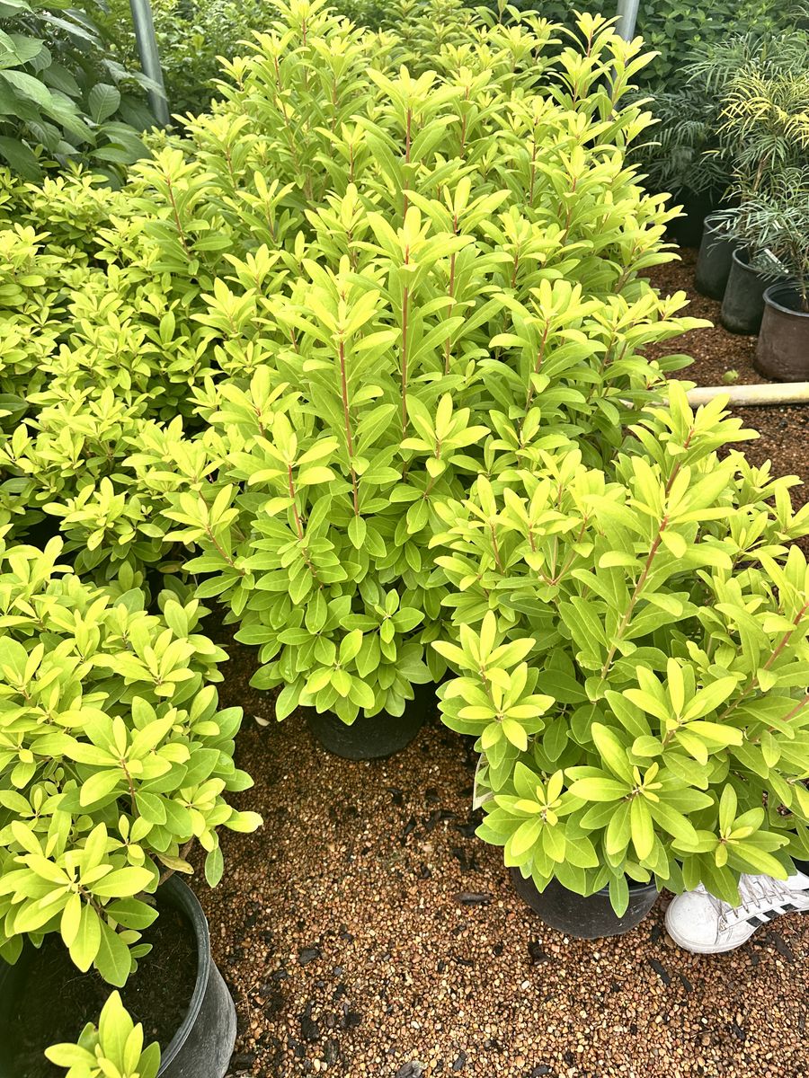 Landscape Installation for Atlas Land Design in Creekside Park, TX