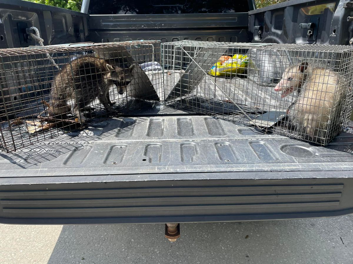 Opossums for North Brevard Wildlife Solutions in Mims, FL