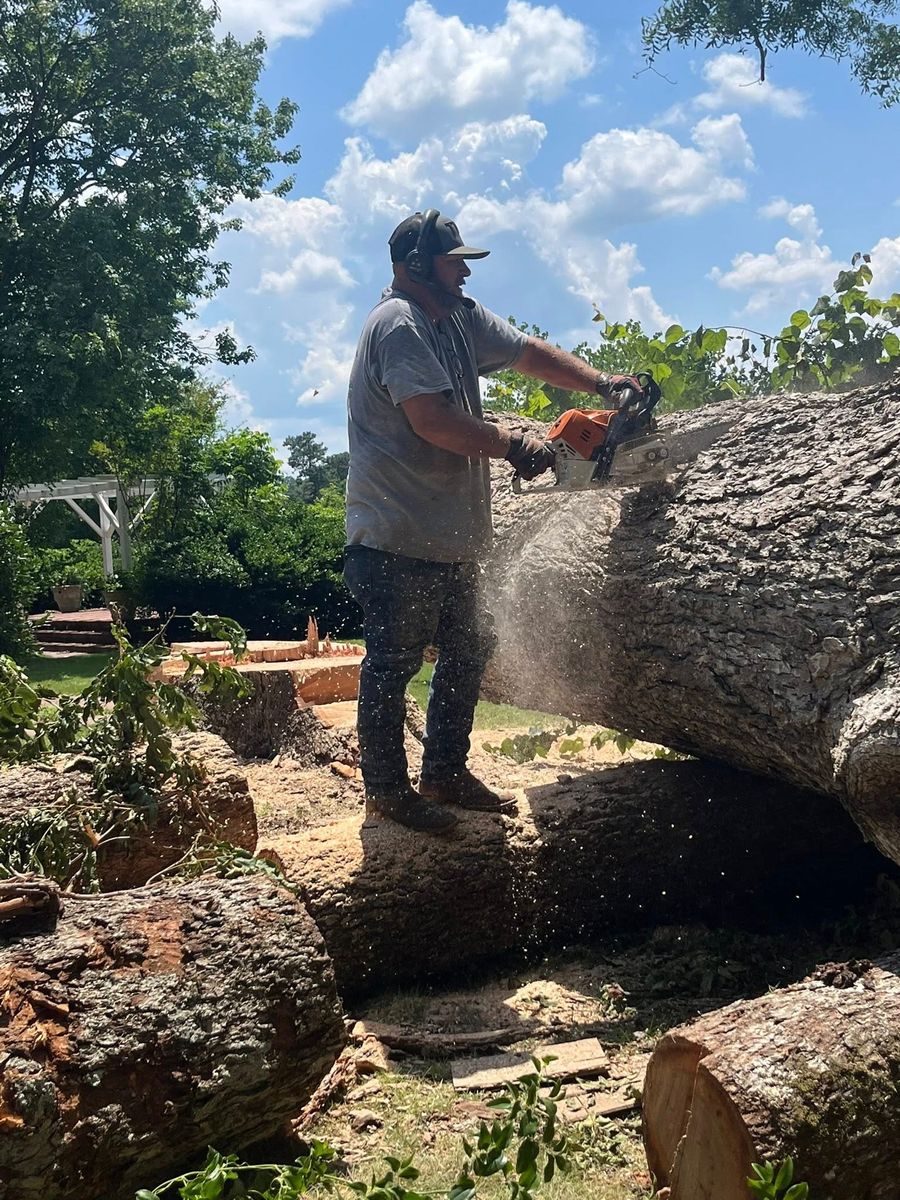 Tree Trimming for T N L - Tree and Land Service in Reynolds, GA