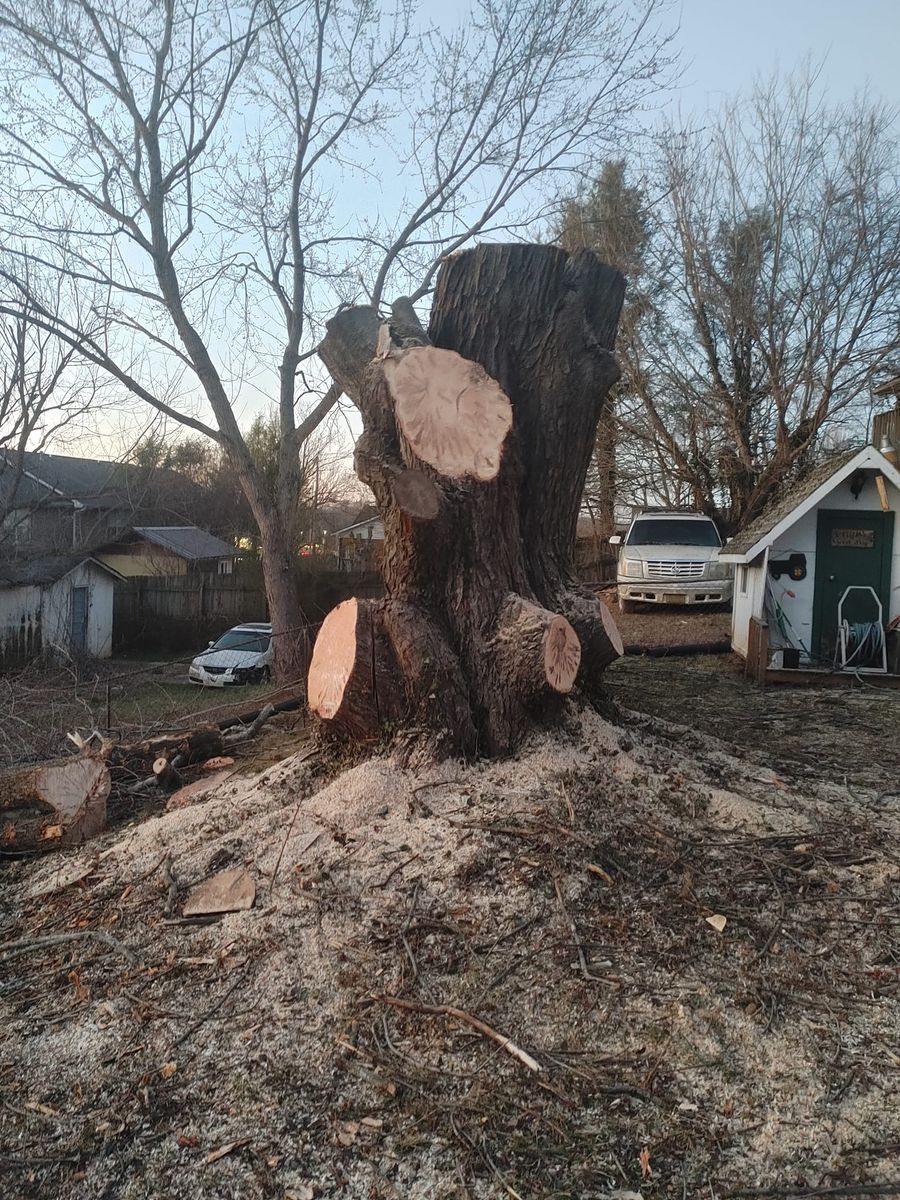 Tree Removal for M&L Lumber and Excavating in Jonesborough, TN