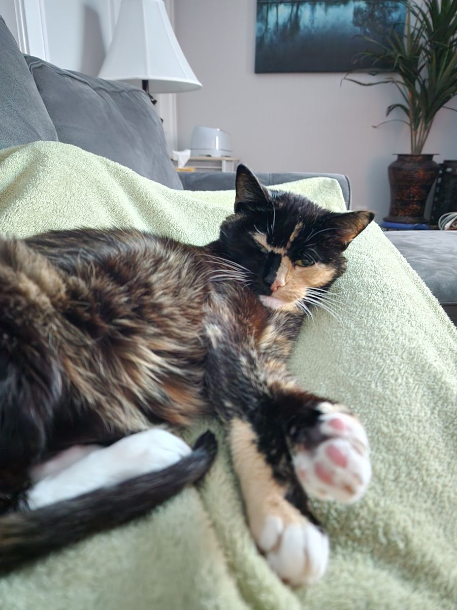 Cats Who Bark for Down Dog Yoga in Boston, MA