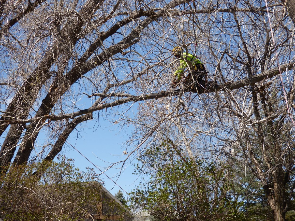 Tree Trimming for Two Fellers Tree Service in Buffalo, WY