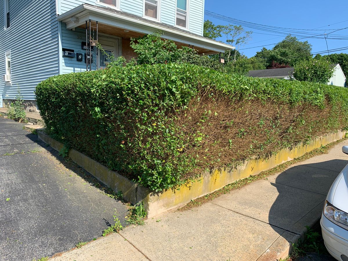 Hedge Trimming for Murray Mowing and More in Ashaway, RI