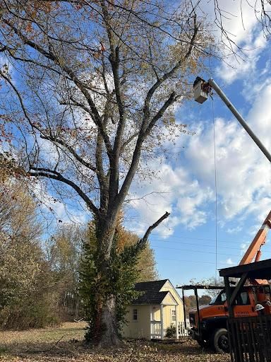 Tree Trimming for Curtis Tree Service LLC in Hopkins County, KY