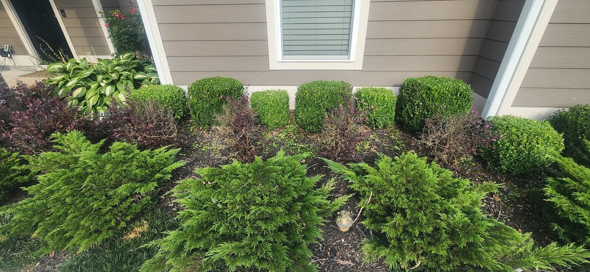 Shrub Trimming for JC Landscapers in Ellijay, GA