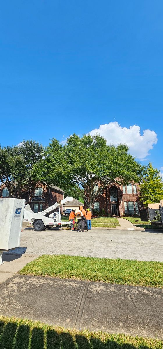Tree Trimming for Servin's Tree Care  in Houston, TX
