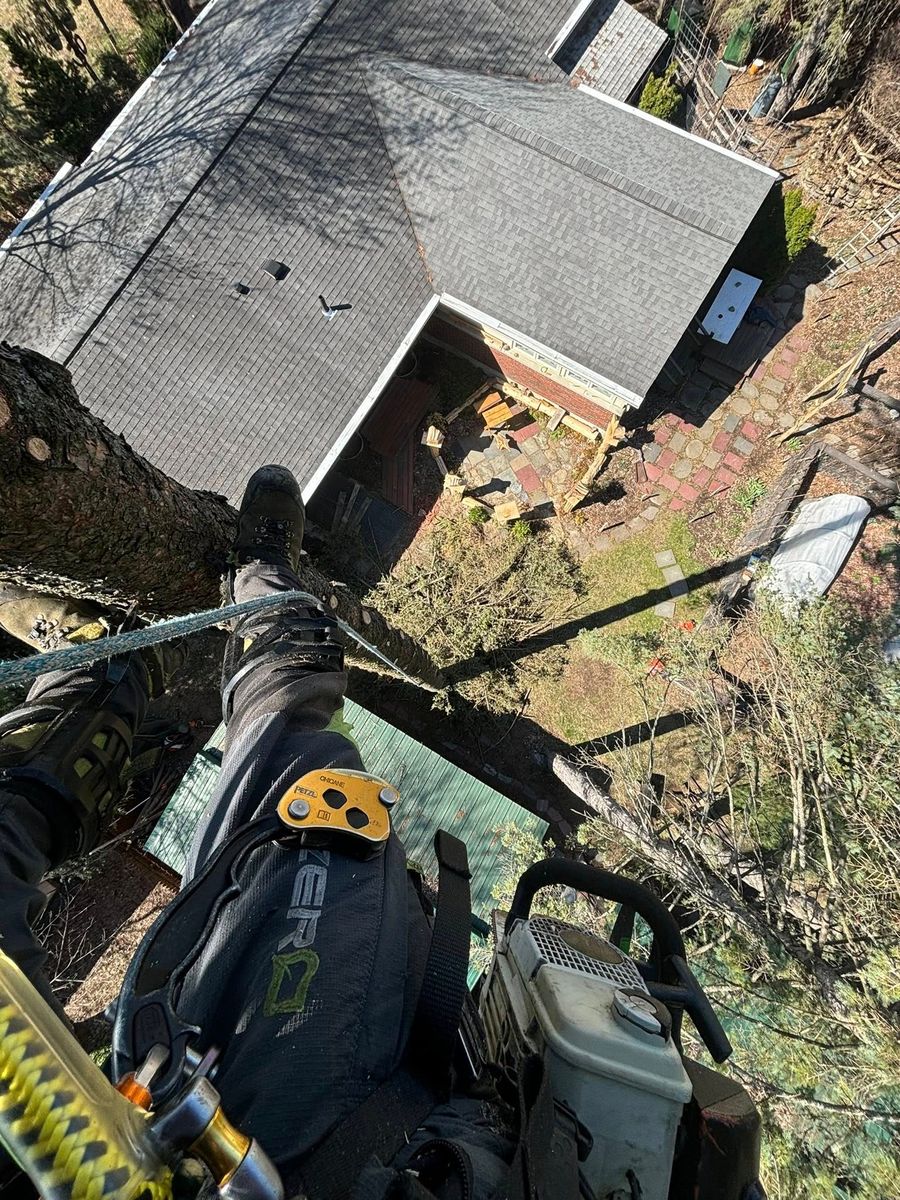 Aerial Cat Rescue for T's Trees in Albany, NY