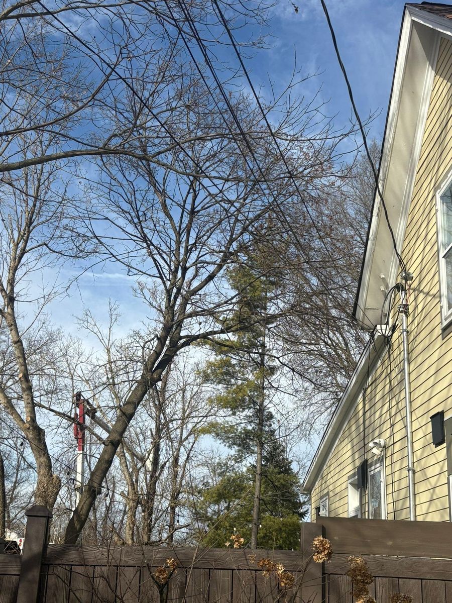 Tree Removal for Dig-It Tree Company in Mason, OH
