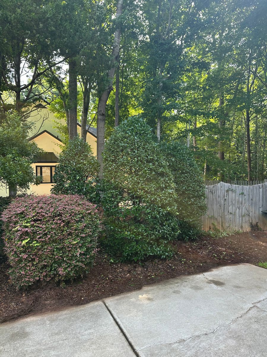 Shrub Trimming for Pecina Pine Needles in Monroe, NC