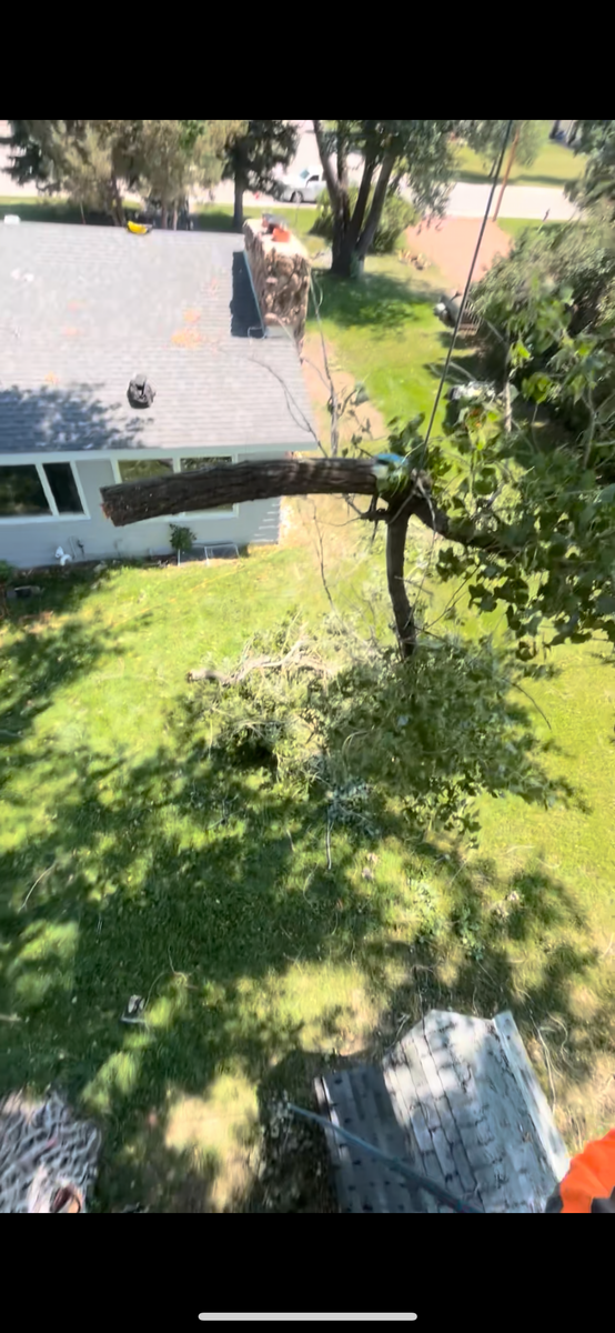 Tree Removal for Elevated Tree Care in Gillette, WY