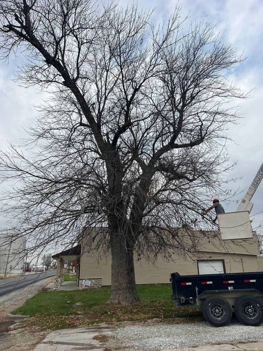 Tree Removal for Baker Professional Services LLC in Shelbina, MO