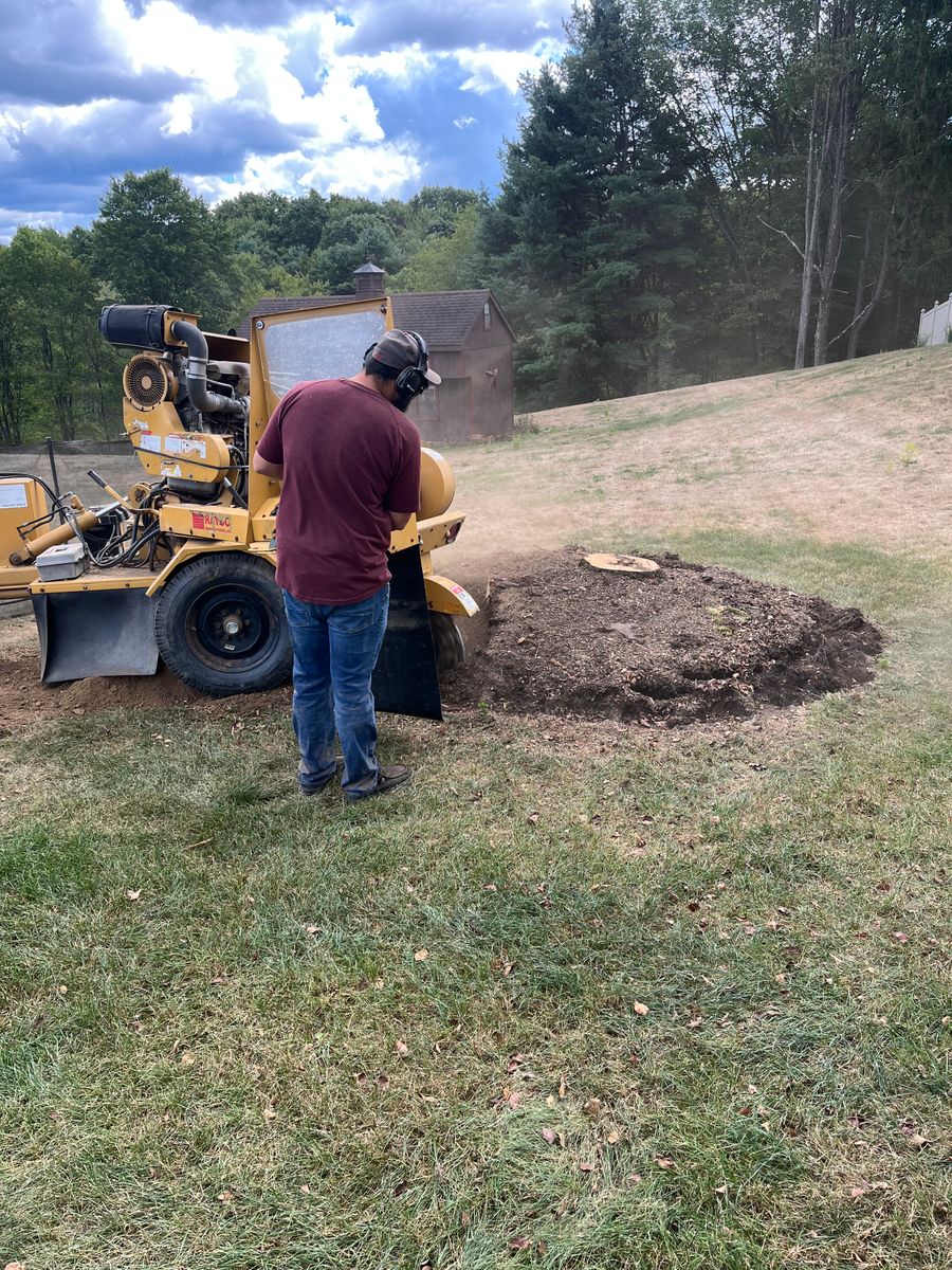 Stump Removal for J&E Tree & Excavation Services in Sandy, PA