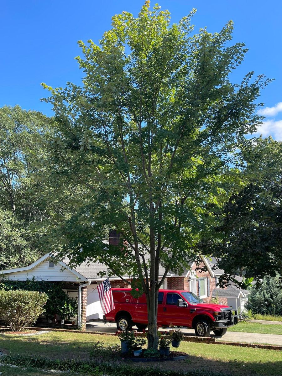 Tree Maintenance for Down To Earth Tree and Landscaping in Greenville, SC