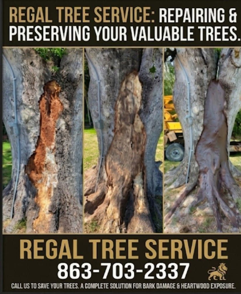 Tree Repair for Regal Tree Service and Stump Grinding in Wauchula, FL