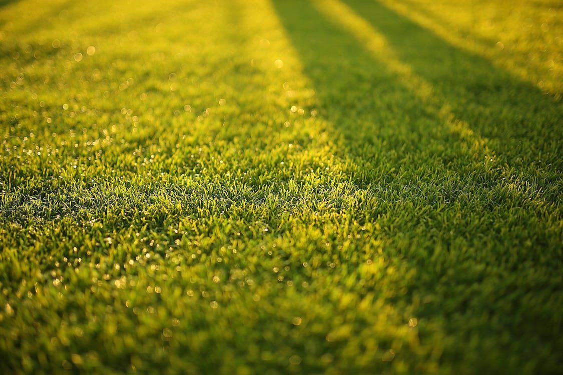 Lawn Care for IShine Home Services in Rogers, AR