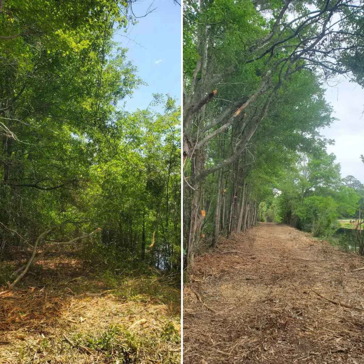 Forestry Mulching for TJ Farm and Land Management in Loris, SC
