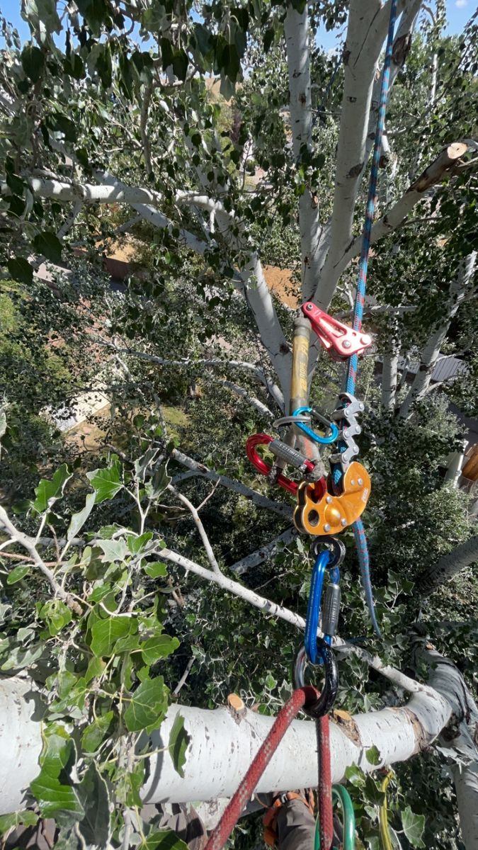 Tree Removal for Elevated Tree Care in Gillette, WY