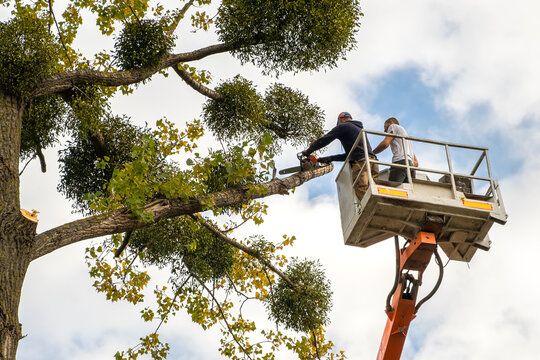 Tree Trimming for Huntsville Tree Service in Huntsville, AL