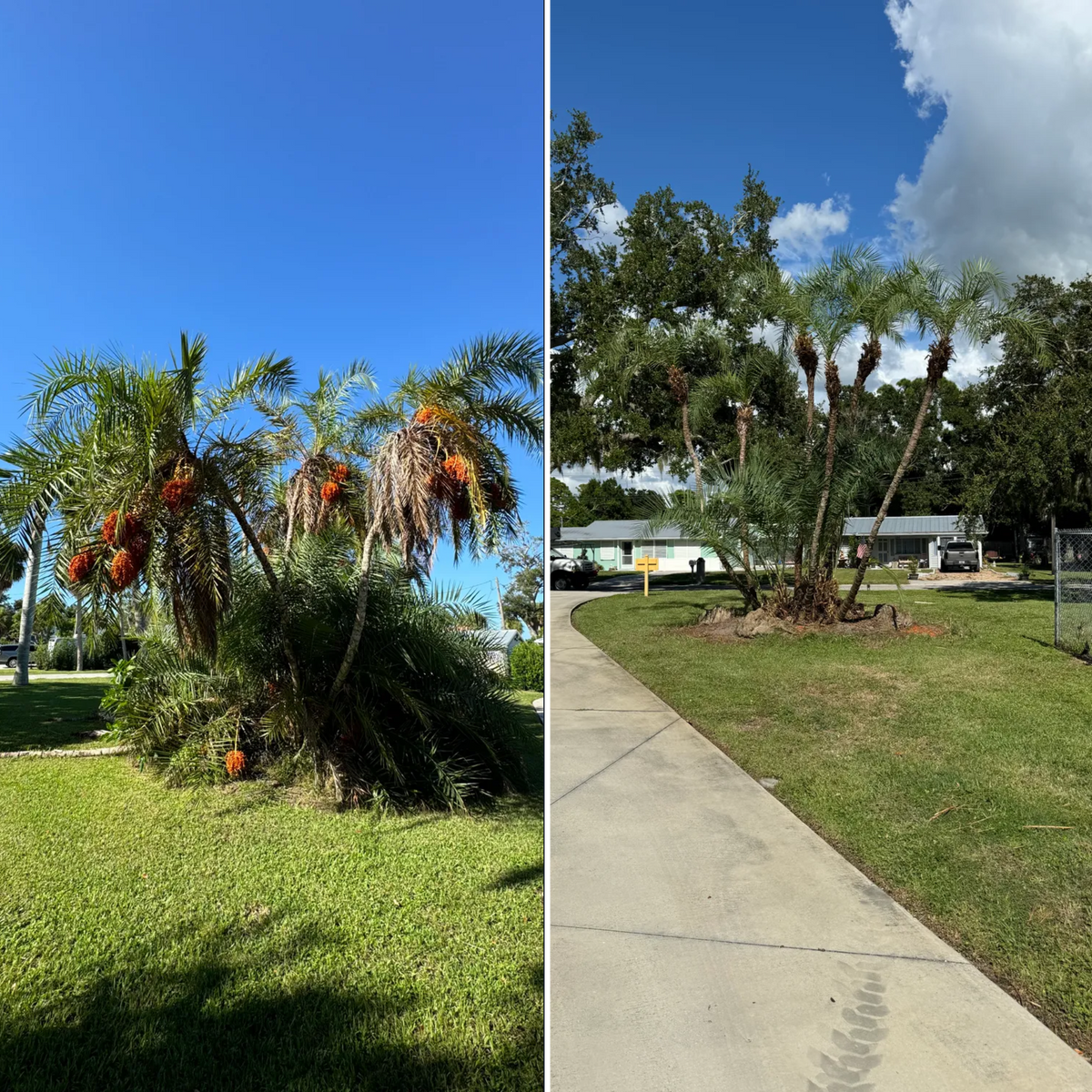 Tree Trimming for Lemon Bay Tree Service  in Englewood, FL