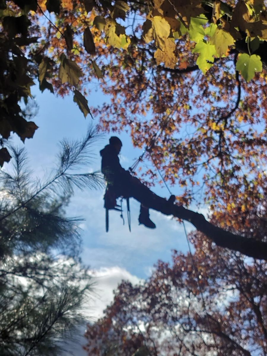 Tree Trimming for Silver City Tree and Landscape in Taunton, MA