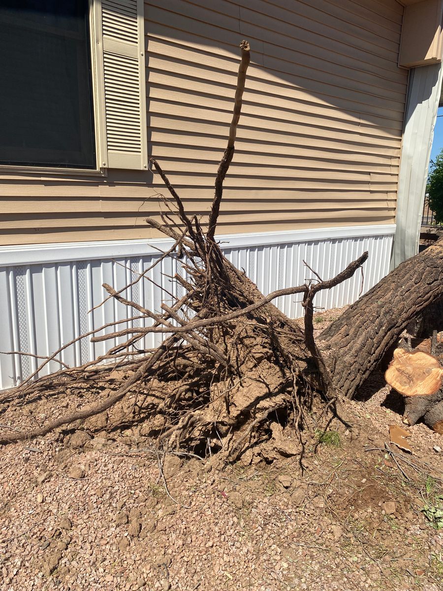 Tree Removal Services for AZ Tree & Hardscape Co in Surprise, AZ