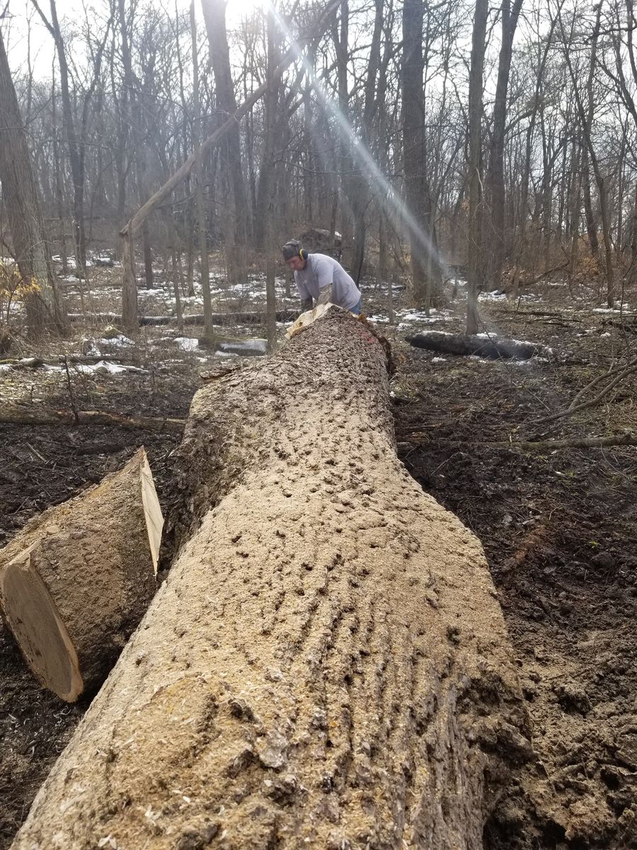 Mature Timber Harvest for Pure Iowa Logging in Cedar Rapids, Iowa